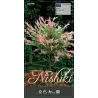 Garden plants/Trees/Flowers/ web-shop