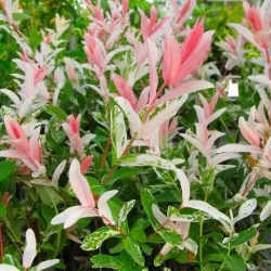Tikrasis karklas - Salix integra HAKURO NISHIKI