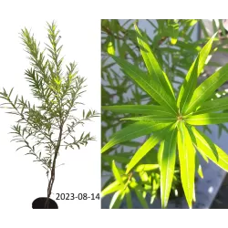 Hibridinių gluosnių sodinukai su pristatymu į namus