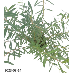 Purpurinis karklas (žemaūgis) - Salix purpurea NANA