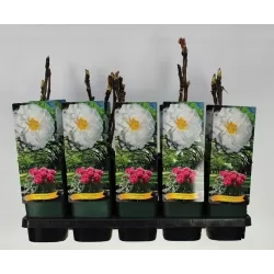 Bijūnas krūminis - Paeonia suffruticosa XUE TA