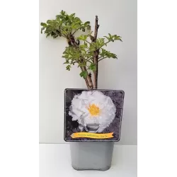 Bijūnas krūminis - Paeonia suffruticosa XUE TA