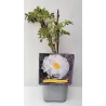 Bijūnas krūminis - Paeonia suffruticosa XUE TA