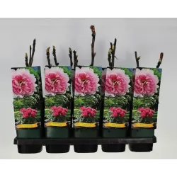 Bijūnas krūminis - Paeonia suffruticosa YIN HONG QIAO DUI