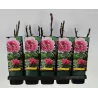 Bijūnas krūminis - Paeonia suffruticosa YIN HONG QIAO DUI
