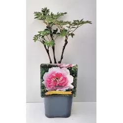 Bijūnas krūminis - Paeonia suffruticosa YIN HONG QIAO DUI