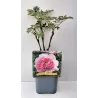 Bijūnas krūminis - Paeonia suffruticosa YIN HONG QIAO DUI