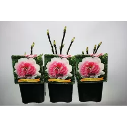 Bijūnas krūminis - Paeonia suffruticosa YIN HONG QIAO DUI