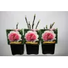 Bijūnas krūminis - Paeonia suffruticosa YIN HONG QIAO DUI