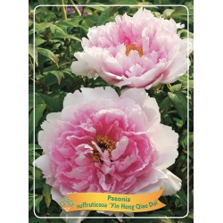 Bijūnų Shimadaijn sodinukai su pristatymu į namus