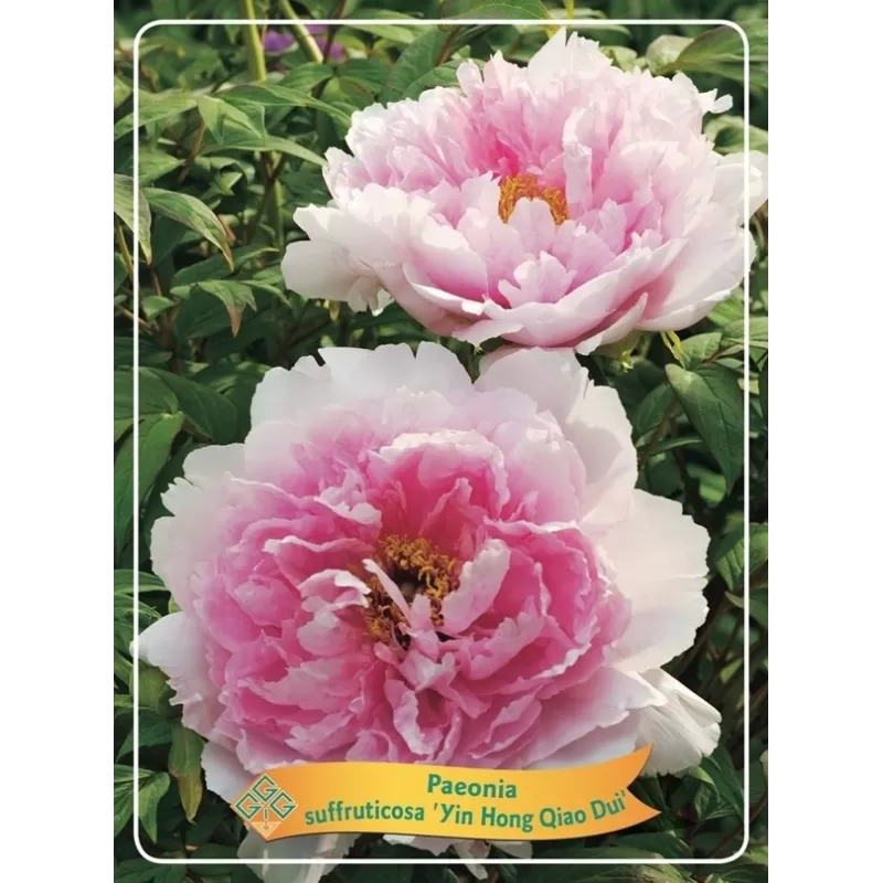 Bijūnas krūminis - Paeonia suffruticosa YIN HONG QIAO DUI