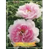Bijūnas krūminis - Paeonia suffruticosa YIN HONG QIAO DUI