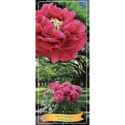 Bijūnas krūminis - Paeonia suffruticosa MO RUN JUE LUN