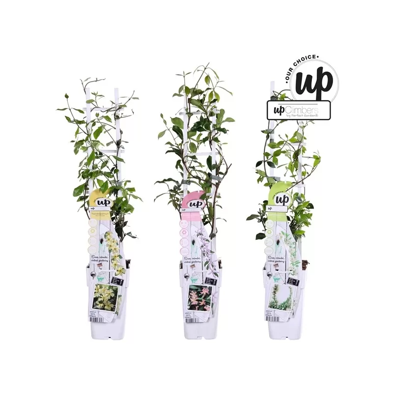 Žvaigždėtasis jazminas - Trachelospermum jasminoides MIX