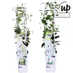 Žvaigždėtasis jazminas - Trachelospermum jasminoides MIX