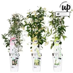 Žvaigždėtasis jazminas - Trachelospermum jasminoides MIX