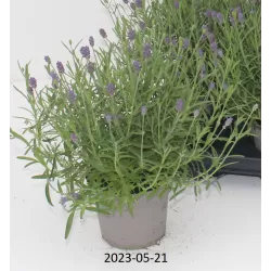 Tikroji levanda - Lavandula angustifolia
