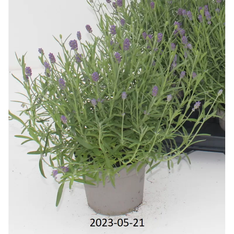 Tikroji levanda - Lavandula angustifolia