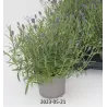 Tikroji levanda - Lavandula angustifolia
