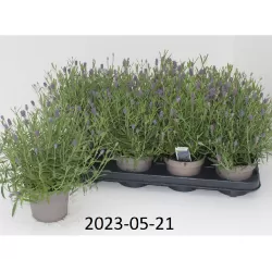 Tikroji levanda - Lavandula angustifolia