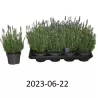 Tikroji levanda - Lavandula angustifolia SPEAR BLUE