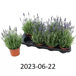 Tikroji levanda - Lavandula angustifolia