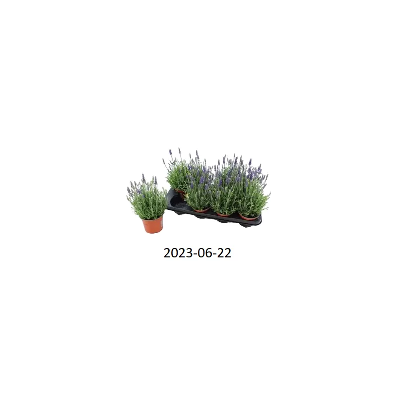 Tikroji levanda - Lavandula angustifolia