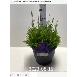 Tikroji levanda - Lavandula angustifolia