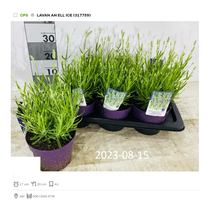 Lavandula ELLAGANCE ICE