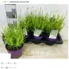Levanda (baltažiedė f.) - Lavandula angustifolia ELLAGANCE ICE