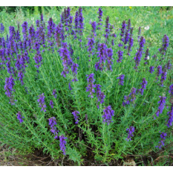 Juozažolė - Hyssopus officinalis