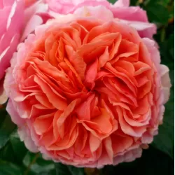 Rosa CHIPPENDALE ®