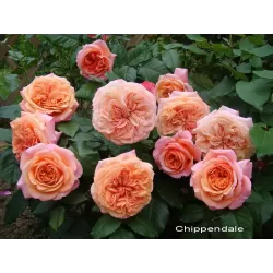 Rožė - Rosa CHIPPENDALE ®