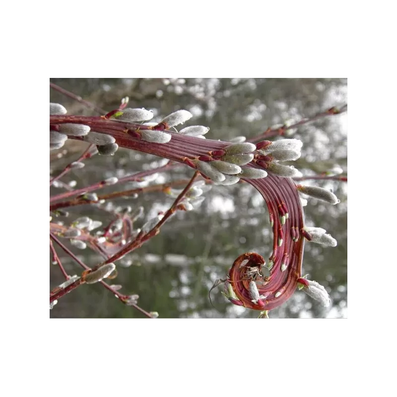 Hibridinių gluosnių sodinukai su pristatymu į namus