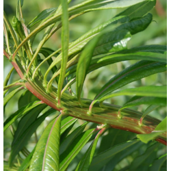 Sachalininis gluosnis - Salix sachalinensis SEKKA