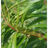 Sachalininis gluosnis - Salix sachalinensis SEKKA