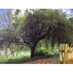 Išankstinis augalų užsakymas internetu