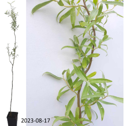 Salix alba Darts Snake P13X13/C2.5 50-80cm
