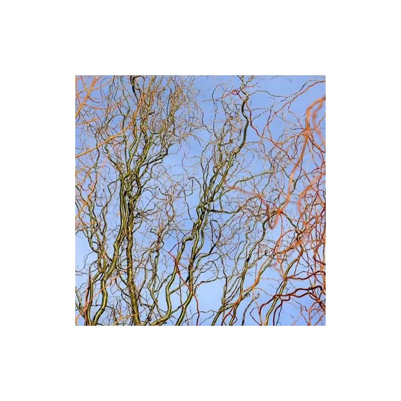 Išankstinis augalų užsakymas internetu