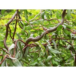 Salix alba Darts Snake P13X13/C2.5 50-80cm