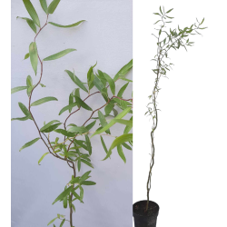 Salix babylonica var. pekinensis TORTUOSA c1.5