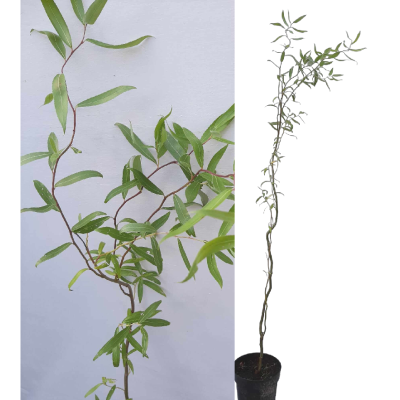 Gluosnis - Salix babylonica TORTUOSA