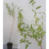 Salix sepulcralis Erythroflexuosa C4 100+cm