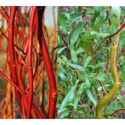 Hibridinis gluosnis - Salix sepulcralis Erythroflexuosa