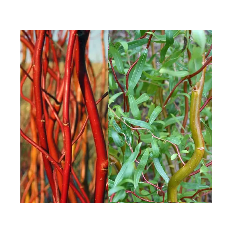 Hibridinių gluosnių sodinukai su pristatymu į namus