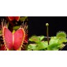 Jautrusis musėkautas - Dionaea muscipula