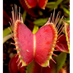 Jautrusis musėkautas - Dionaea muscipula