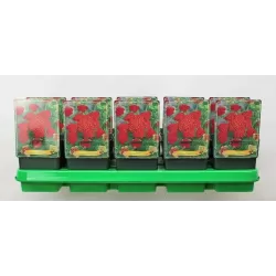 Achillea millefolium Milly Rock Red P11