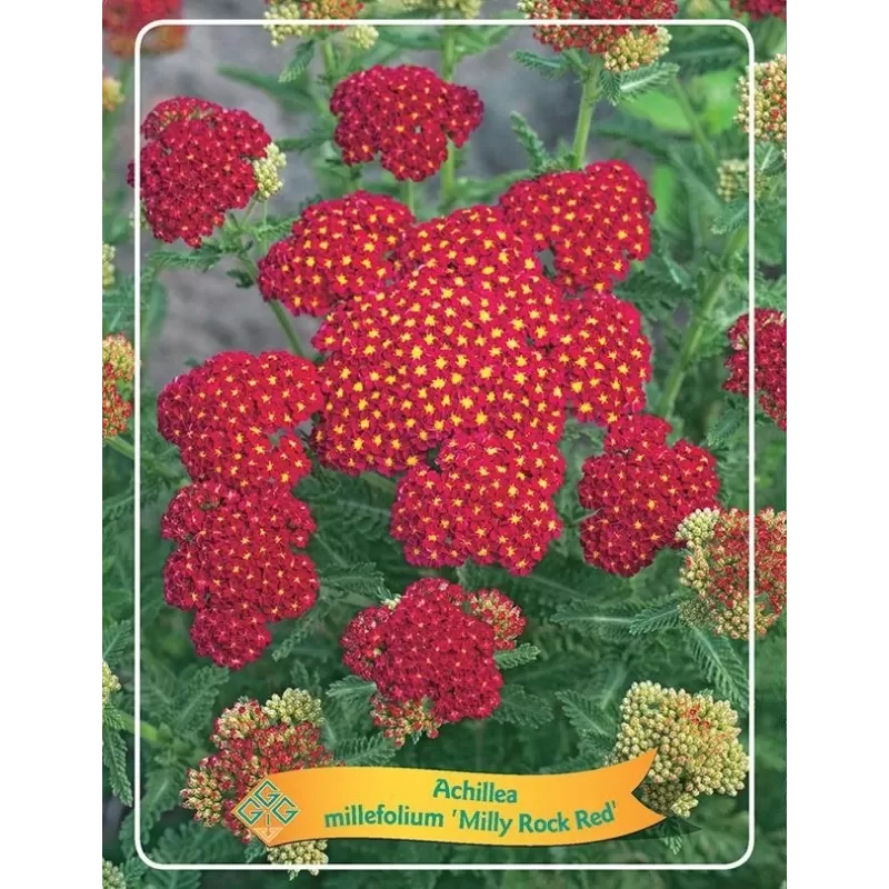 Achillea millefolium Milly Rock Red P11