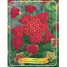 Achillea millefolium Milly Rock Red P11